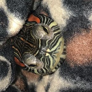 Meet your Posher, Juliajulia